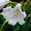 HLEM Icon Flower of River Lily Crinum macowanii is an indigenous grassland geophyte Durban KZN South Africa