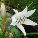HLEM Icon Bushveld vlei lily Crinum paludosum is an indigenous aquatic species Durban Kwazulu-Natal South Africa