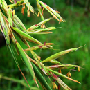 HLEM Icon Giant Turpentine Grass, African Bluegrass Cymbopogon nardus is an indigenous grass species Durban Kwazulu-Natal South Africa