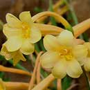 HLEM Icon Flower of Ifafa Lily Cyrtanthus mackenii is an indigenous grassland geophyte Durban Kwazulu-Natal South Africa