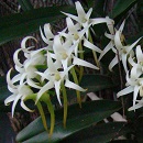 cyrtorchis arcuata icon