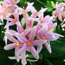Pompom Tree Dias cotinifolia is an endemic South African indigenous tree species. HLEM Hlengiwe Luthuli Environmental Management (Pty) Ltd Durban KZN South Africa