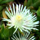 Delosperma lineare is a South African indigenous grassland species. HLEM Hlengiwe Luthuli Environmental Management (Pty) Ltd Durban KZN South Africa