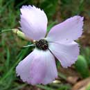 African carnation Dianthus zeyheri is a South African indigenous grassland species. HLEM Hlengiwe Luthuli Environmental Management (Pty) Ltd Durban KZN South Africa