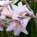 Broad-leafed Dierama, Dierama latifolium is a South African indigenous grassland species. HLEM Hlengiwe Luthuli Environmental Management (Pty) Ltd Durban KZN South Africa