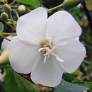 HLEM Icon Forest dombeya, Dombeya tiliacea is an endemic South African indigenous tree species Durban Kwazulu-Natal South Africa