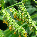 HLEM Icon Antelope Grass, Echinochloa pyramidalis is an indigenous grass species Durban Kwazulu-Natal South Africa