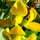 HLEM Icon Canary pea Eriosemapsoraleoides  is an endemic indigenous grassland forb Durban Kwazulu-Natal South Africa