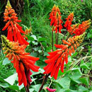 Dwarf coral tree Erythrina humeana is a South African indigenous tree species found growing in grassland. HLEM Hlengiwe Luthuli Environmental Management (Pty) Ltd Durban KZN South Africa