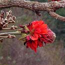 HLEM Icon Erythrina latissima, Broad leafed coral tree is an indigenous tree in South African indigenous tree species Durban Kwazulu-Natal South Africa