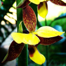 Eulophia streptopetala is a South African indigenous terestrial orchid species. HLEM Hlengiwe Luthuli Environmental Management (Pty) Ltd Durban KZN South Africa