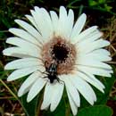 White Gerbera, Gerbera ambigua is a South African indigenous grassland species. HLEM Hlengiwe Luthuli Environmental Management (Pty) Ltd Durban KZN South Africa