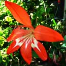 HLEM Icon Gladiolus cruentis  is a critically endangered local endemic indigenous aquatic species Durban Kwazulu-Natal South Africa