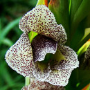 HLEM Icon Sheathed Gladiolus, Gladiolus ecklonii indigenous grassland forb Durban Kwazulu-Natal South Africa