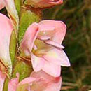 HLEM Icon Gladiolus sericeovillosus  is an endemic indigenous grassland forb Durban Kwazulu-Natal South Africa