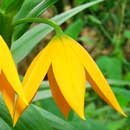 HLEM Icon Climbing lily, Gloriosa modesta  is an endemic indigenous grassland forb Durban KZN Kwazulu-Natal South Africa