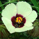 HLEM Icon hibiscus_trionum indigenous grassland forb Durban Kwazulu-Natal South Africa