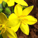 Inkomfe, Hypoxis hemerocallidea is a South African indigenous grassland species that is valued in traditional medicine. HLEM Hlengiwe Luthuli Environmental Management (Pty) Ltd Durban KZN South Africa