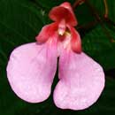 Impatiens flanaganiae is a vulnerable endemic South African indigenous  plant with tuberous roots. HLEM Hlengiwe Luthuli Environmental Management (Pty) Ltd Durban KZN South Africa
