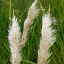HLEM Icon Cotton wool grass Imperata cylindrica is an indigenous grass species Durban Kwazulu-Natal South Africa