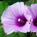 HLEM Icon Fig leafed Morning Glory, Ipomoea ficifolia indigenous grassland forb Durban Kwazulu-Natal South Africa