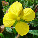Ludwigia octovalvis Primrose Willow is a South African indigenous grassland species that is valued in traditional medicine. HLEM Hlengiwe Luthuli Environmental Management (Pty) Ltd Durban KZN South Africa