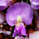 HLEM Icon umzimbeet, Milletia grandis is an indigenous tree in South African indigenous tree species Durban Kwazulu-Natal South Africa
