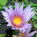HLEM Icon Blue water lily Nymphaea nouchali is an indigenous aquatic species Durban Kwazulu-Natal South Africa