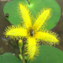 HLEM Icon Floating hearts Nymphoides thungbergiana is an indigenous aquatic species Durban Kwazulu-Natal South Africa