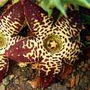 HLEM Icon Orbea longidens is an indigenous grassland succulent. Durban KZN South Africa