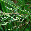 HLEM Icon Natal Buffalo Grass Panicum natalense is an indigenous grass species Durban Kwazulu-Natal South Africa