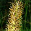 HLEM Icon Golden bristle grass, Setaria sphacelata var. sericia is an indigenous grass species Durban Kwazulu-Natal South Africa