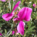 HLEM Icon Tephrosia grandiflora is an indigenous grassland forb Durban Kwazulu-Natal South Africa
