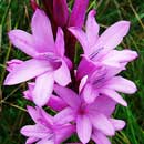 Watsonia densiflorus is an endemic South African indigenous grassland species that is valued in traditional medicine. HLEM Hlengiwe Luthuli Environmental Management (Pty) Ltd Durban KZN South Africa
