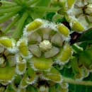 Milk Bush, Xysmalobium undulatum is a South African indigenous grassland species. HLEM Hlengiwe Luthuli Environmental Management (Pty) Ltd Durban KZN South Africa