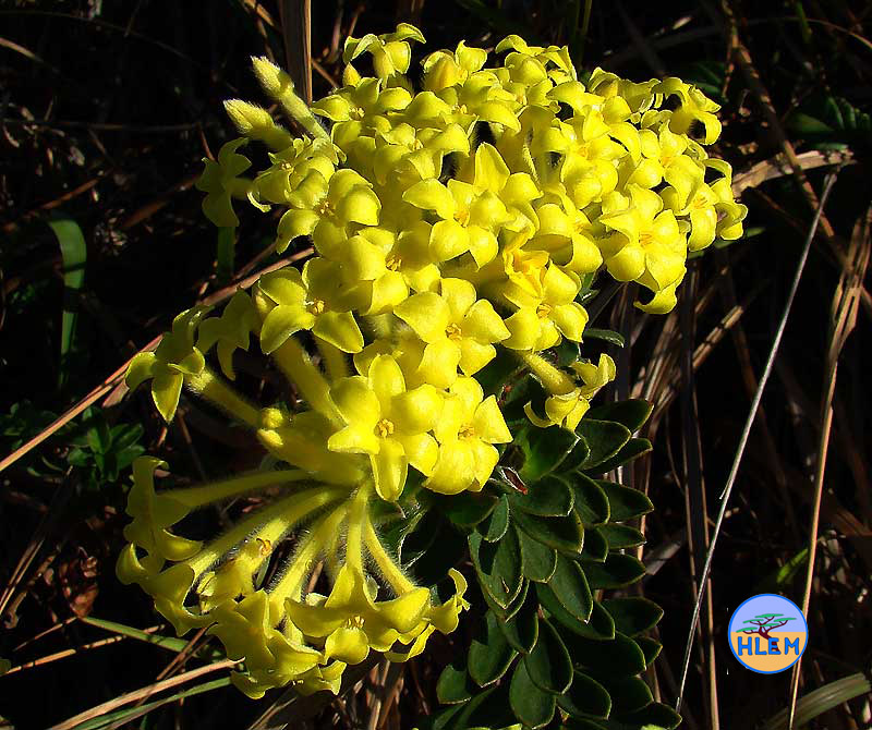 HLEM  Lasiosiphon anthylloides a common endemic grass land plant Durban KZN South Africa