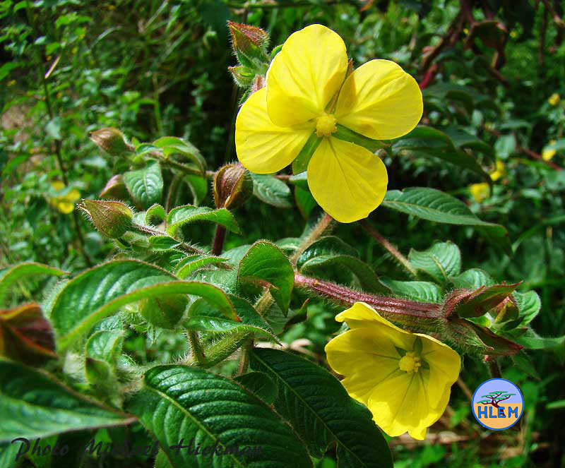 Ludwigia octovalvis primrose willow is a South African indigenous wetland plant HLEM Hlengiwe Luthuli Environmental Management (Pty) Ltd Durban KZN South Africa