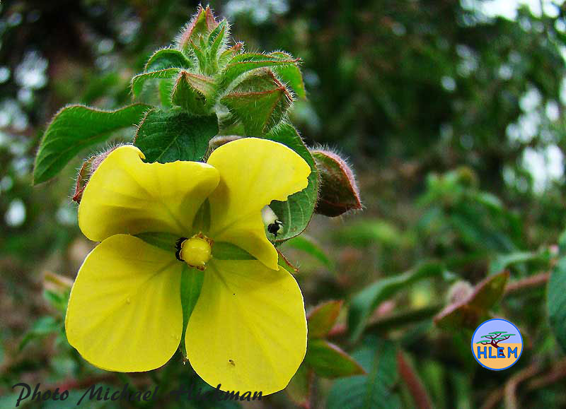 Flower of primrose willow Ludwigia octovalvis is a South African indigenous aquatic plant HLEM Hlengiwe Luthuli Environmental Management (Pty) Ltd Durban KZN South Africa