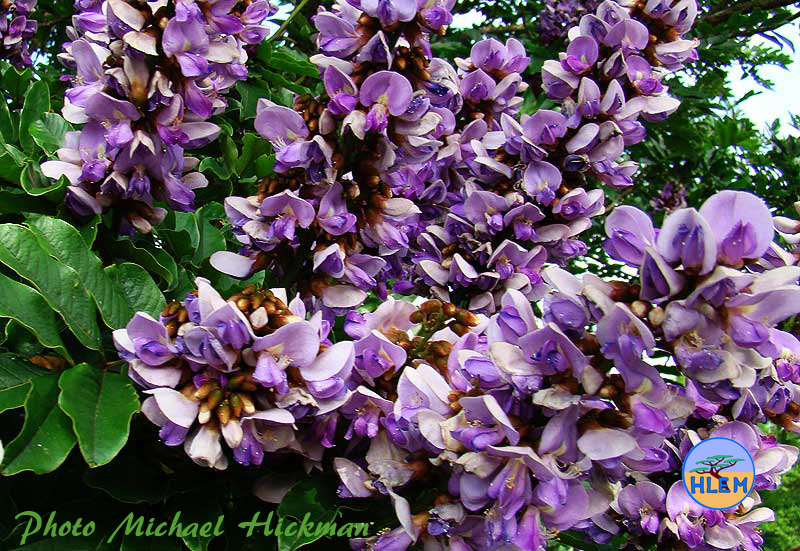 HLEM Flowers of umzimbeet Milletia grandis indigenous tree Hlengiwe Lutuli Environmental Management (Pty) Ltd Durban KZN South Africa