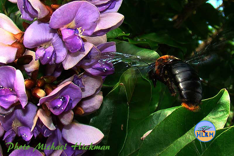 HLEM Flower of umzimbeet Milletia grandis being pollinated by Giant Carpenter Bees Xylocopa flavorufa  indigenous tree Hlengiwe Lutuli Environmental Management (Pty) Ltd Durban KZN South Africa