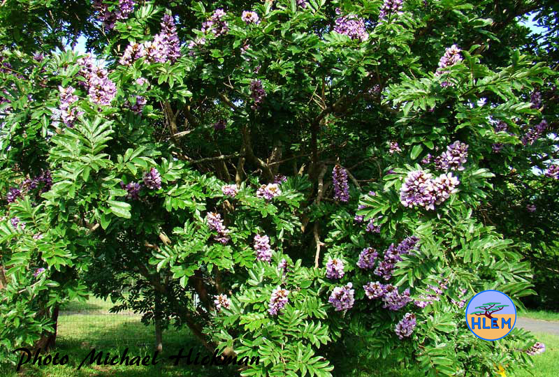 HLEM  Umzimbeet Milletia grandis indigenous tree Hlengiwe Lutuli Environmental Management (Pty) Ltd Durban KZN South Africa