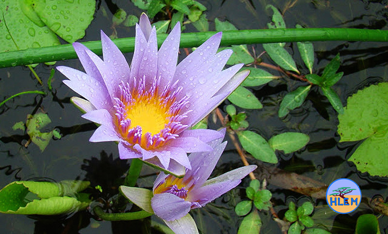 HLEM Flower of Blue water lily Nymphaea nouchali which is an indigenous aquatic plant Durban Kwazulu-Natal South Africa