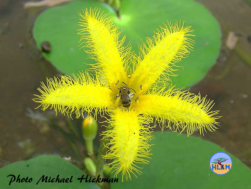 HLEM Flower of Nymphoides thunbergia which is an indigenous aquatic plant Durban Kwazulu-Natal South Africa