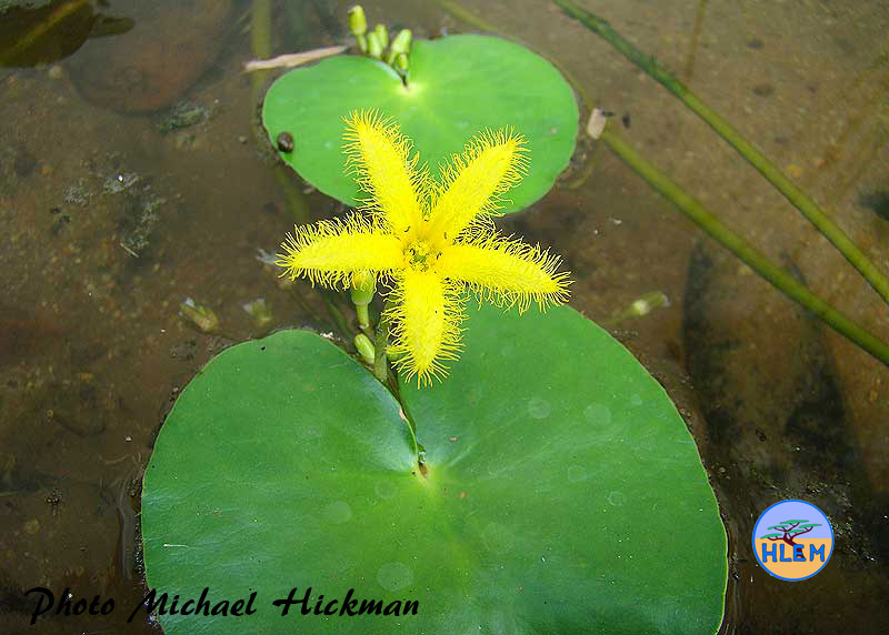 HLEM Nymphoides thunbergia which is an indigenous aquatic plant Durban Kwazulu-Natal South Africa