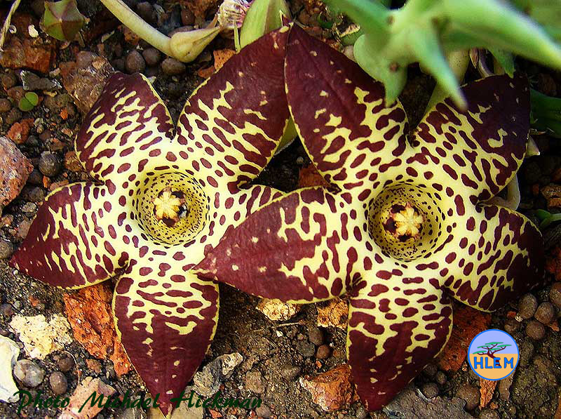 HLEM  Flower of  Orbea longidens a South African indigenous grassland plant Durban KZN South Africa