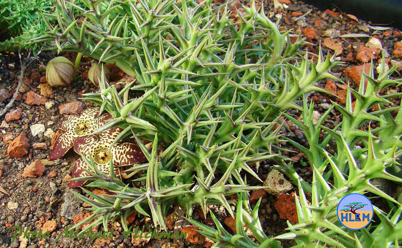HLEM Plant of Orbea longidens which grows in open grassland in sandy soil in north eastern KwaZulu-Natal a South African indigenous grassland plant Durban KZN South Africa