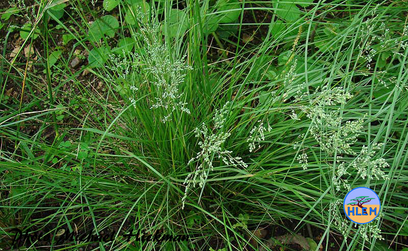 HLEM Natal Buffalo Grass Panicum natalense indigenous grass  plant Durban KZN South Africa