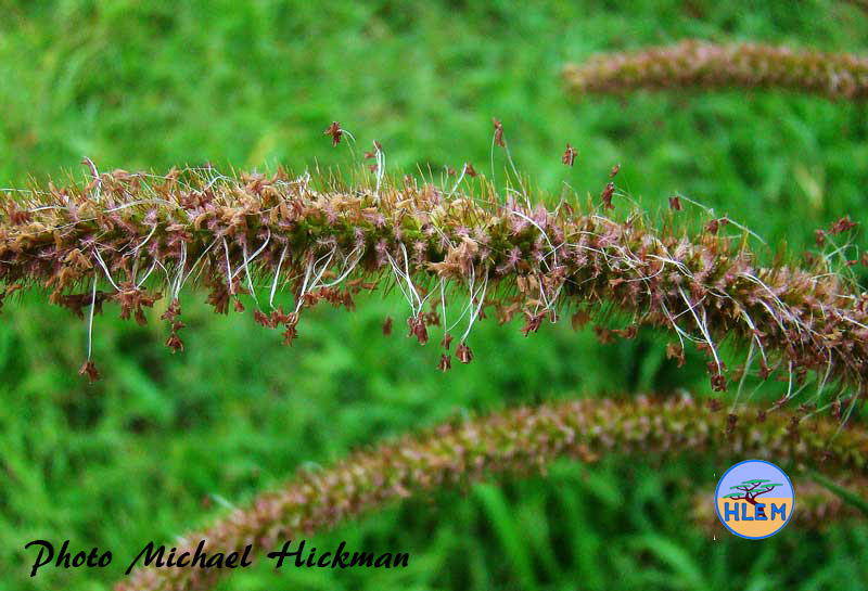 HLEM Inforescens of Golden bristle grass Setaria sphacelata var. sericea  indigenous grass  plant Durban KZN South Africa
