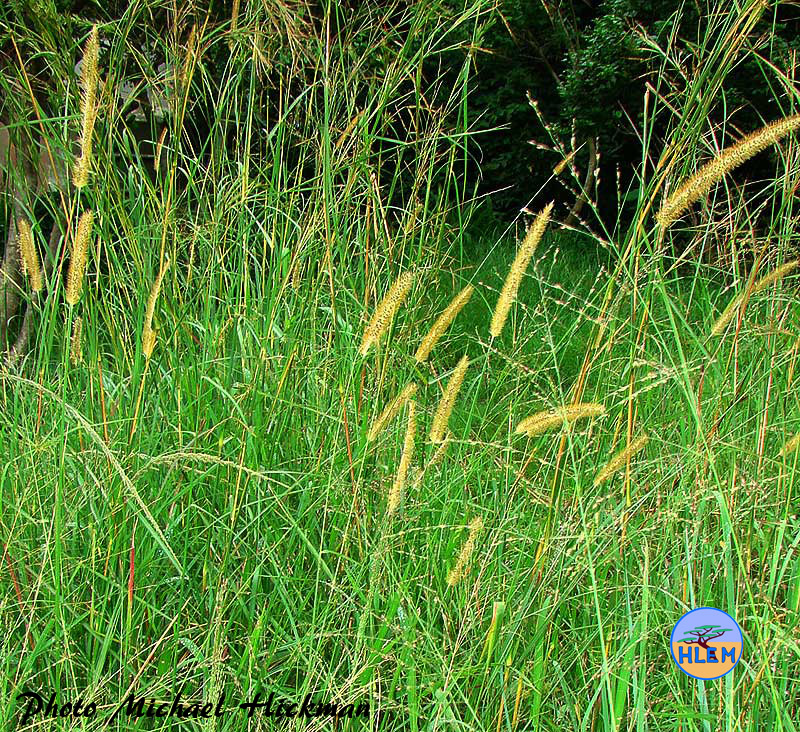 Mature seed heads on Golden bristle grass Setaria sphacelata var. sericea