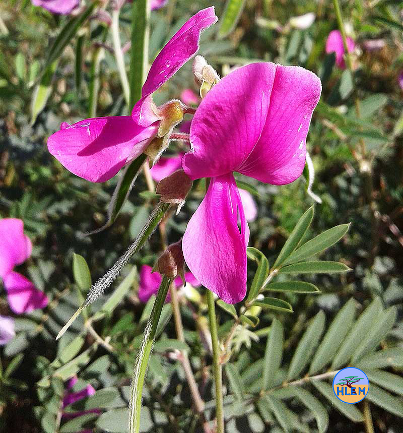 HLEM A flower of tephrosia grandiflora a common flowering grass land plant Durban KZN South Africa
